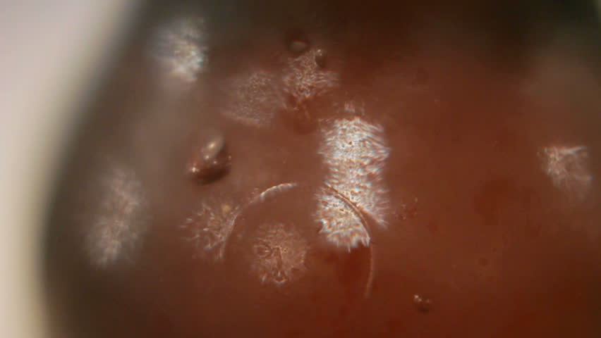 Macro dolly of condensation on the outside of a beer bottle.