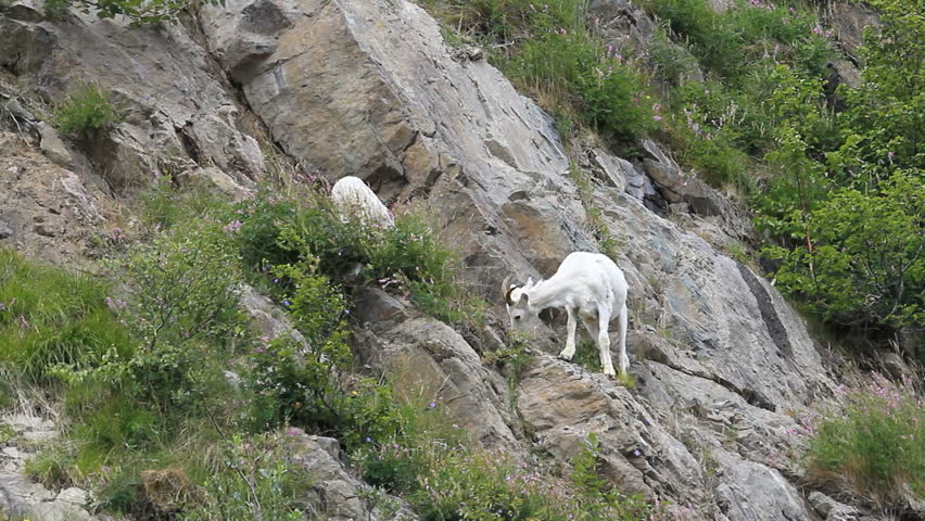 Dall sheep, female mother ewe on steep rocky mountain cliff and ledges near Anchorage Alaska. Along mountain in Turnagain Arm. Eating grass. Pure white wild sheep. Wildlife in the wild.