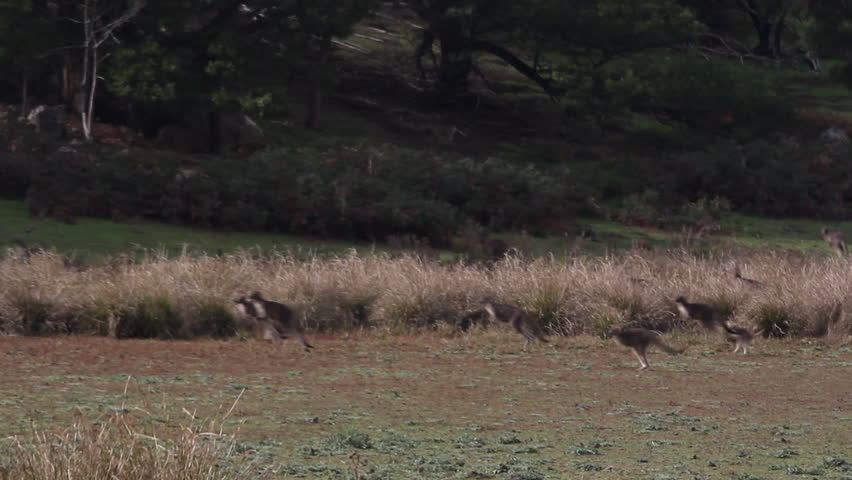Group of Grey Kangaroos adults & joeys hopping through bush in the Grampians Victoria Australia