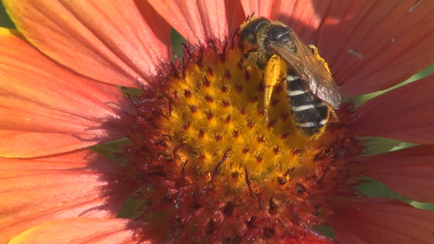 Bee Pollinating a Flower, Macro