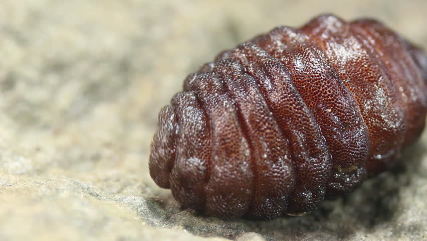 Larva of a rodent bot fly (Cuterebra sp.). A parasite of rodents, though can sometimes infect humans