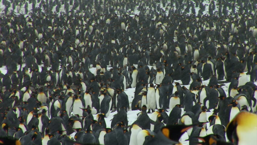 South Georgia and the South Sandwich Islands: group of penguins walking in a river


