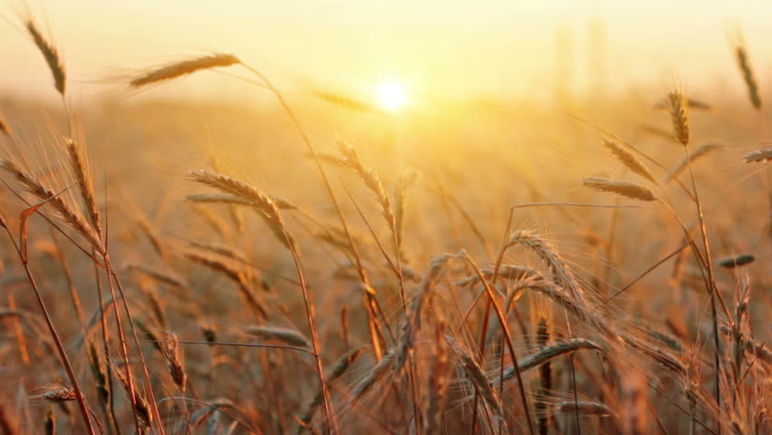 ears of wheat at dawn