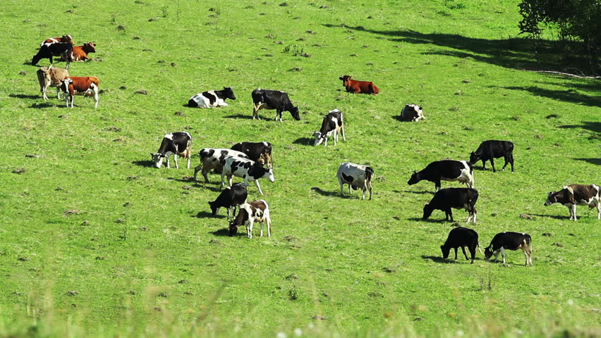 herd of cattle in the meadow