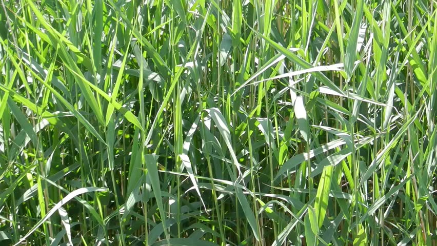 grass