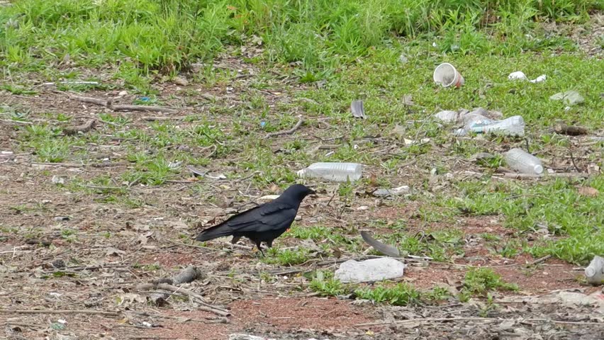 black crow