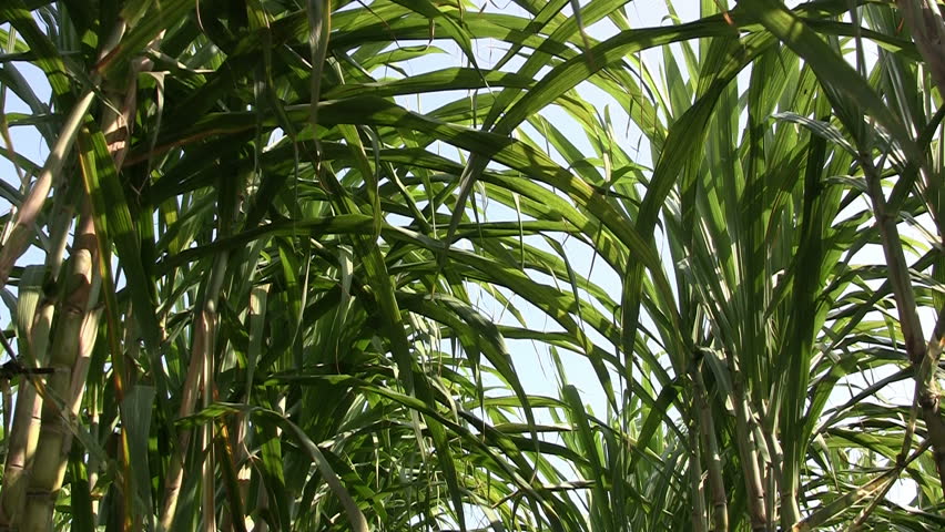 Sugar cane