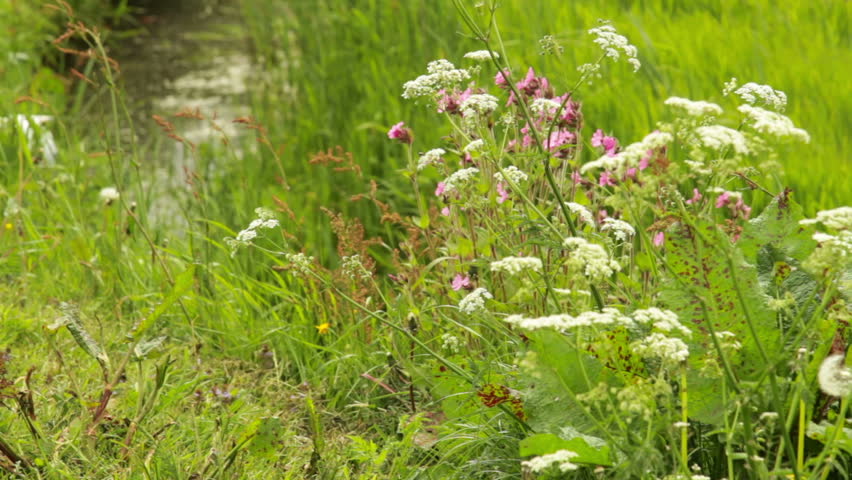 Weed growing in a ditch