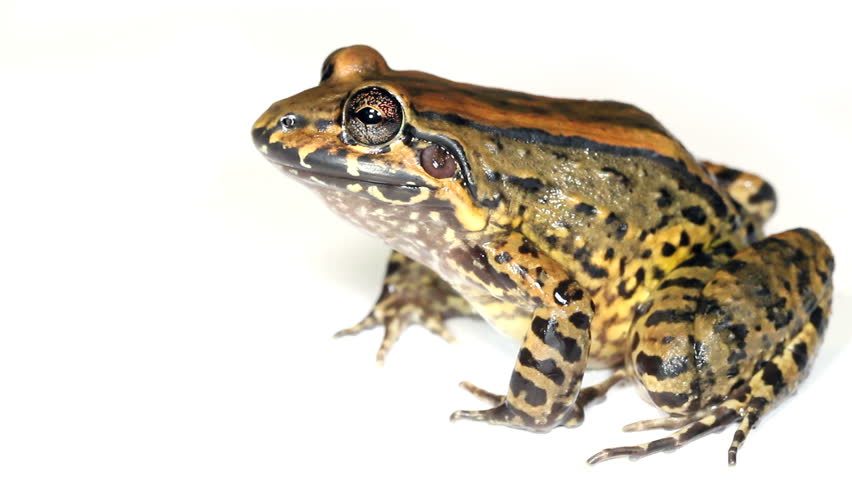 Bulun White-lipped Frog (Leptodactylus ventrimaculatus) from Western Ecuador
