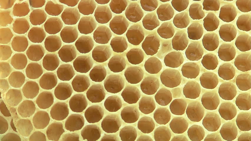 Honeycomb Filled with Honey