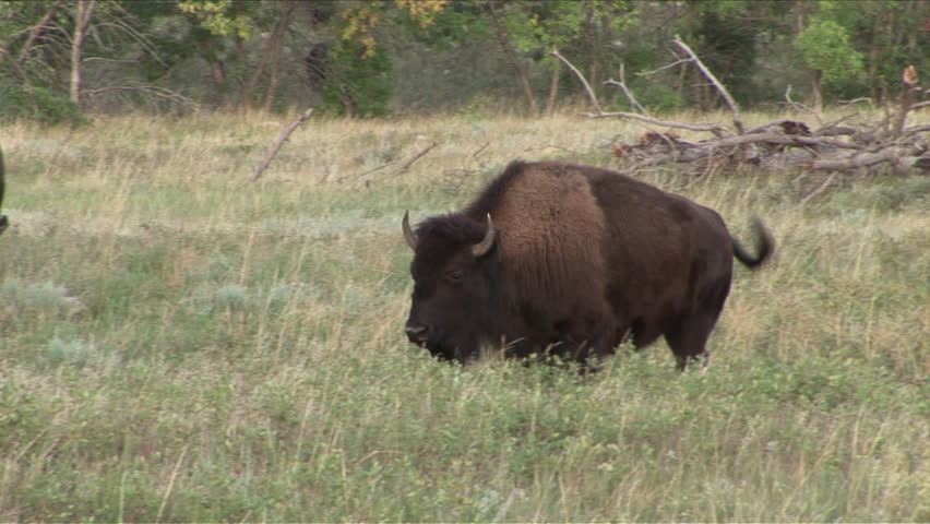 View of a lone bison in the grass in Custer State Park South Dakota United States