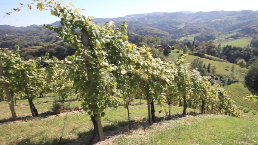 A vineyard in Passnitzberg, Steiermark, Austria