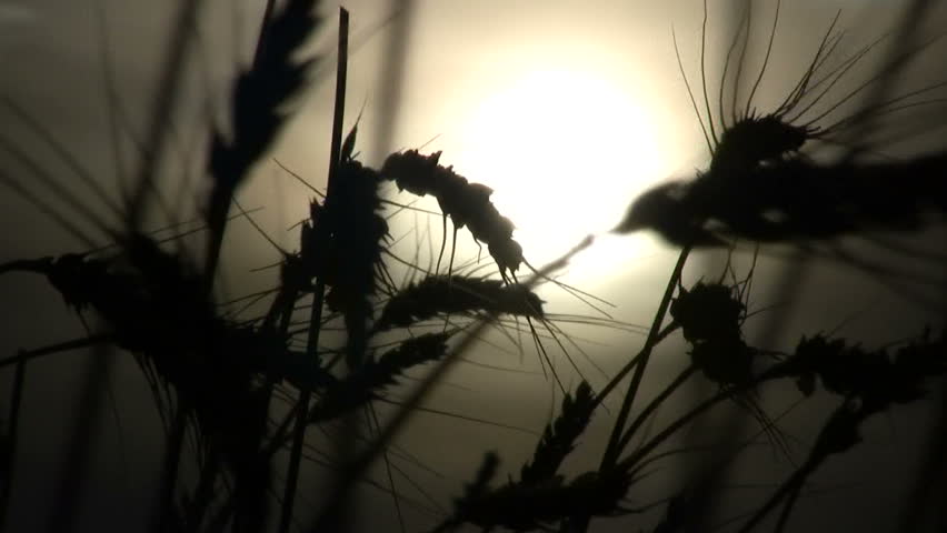 Wheat blowing in the wind