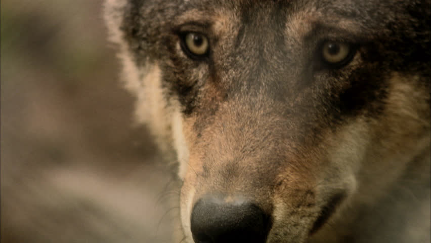 A wolf, close-up