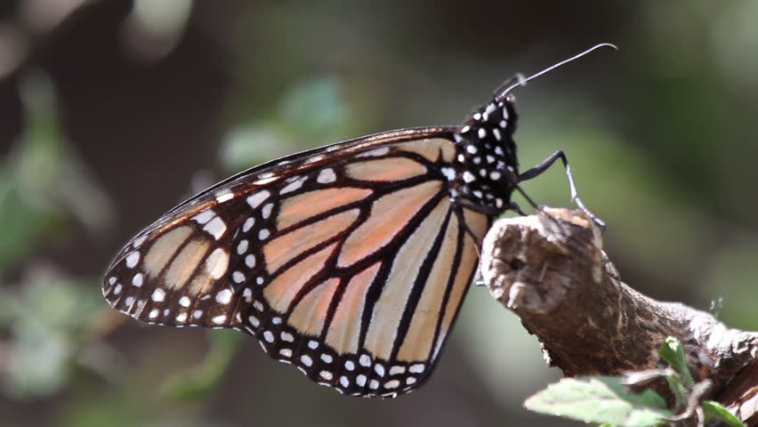 the amazing monarch butterfly sanctuary in mexico, where millions of butterflies return to each year from the USA and canada