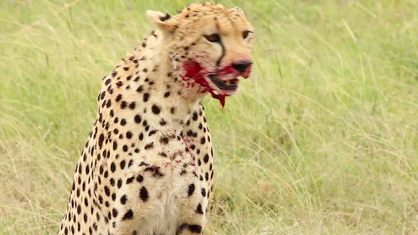 A Cheetah (Acinonyx jubatus) feeds on its prey--a Thomson's Gazelle--in the Masai Mara, Kenya, Africa.