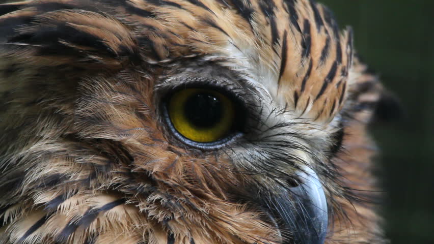 Owl, close-up