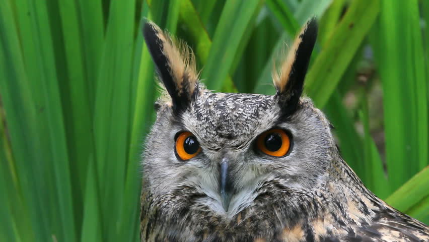 Owl, close-up