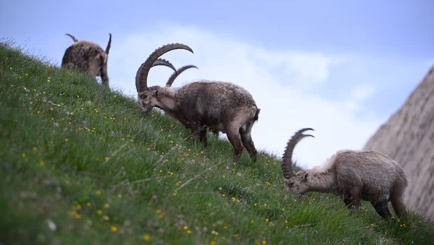 Group of male alpine ibex (Capra ibex) grazing on steep alpine meadow. 