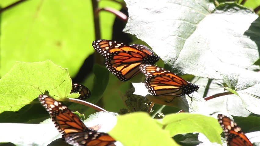 the amazing monarch butterfly sanctuary in mexico, where millions of butterflies return to each year from the USA and canada