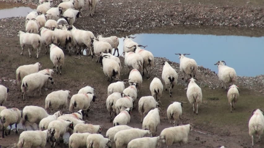 Sheep are being herded towards different grounds on the Tibetan plateau