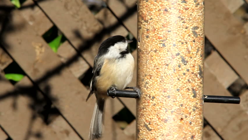 chickadee at the feeder