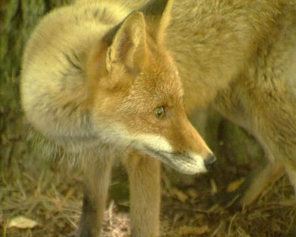 Fox sights and walks in forest. Wild animal in nature.