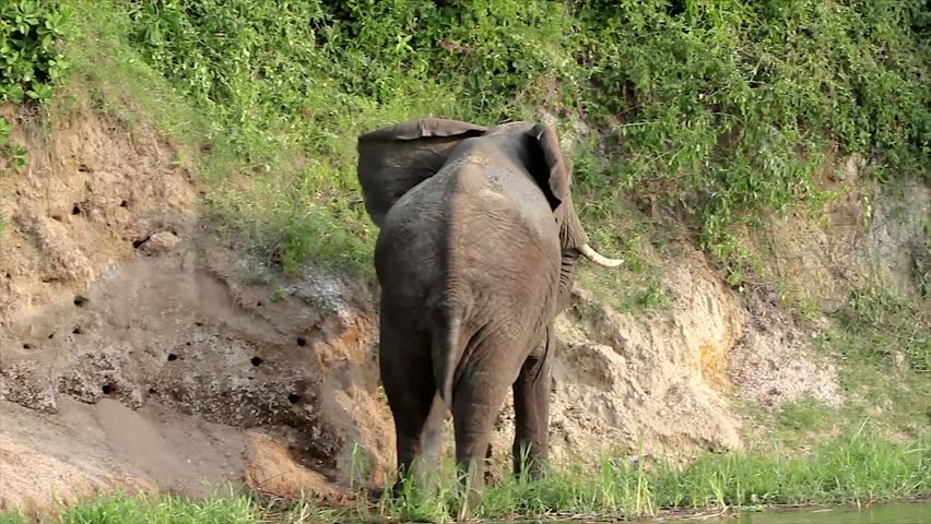 A WILD African Elephant feeding on vegetation on the shore of the Kazinga Channel in Uganda, Africa. Filmed from a boat in hippo & crocodile infested water, the elephant freely feeds without worry.