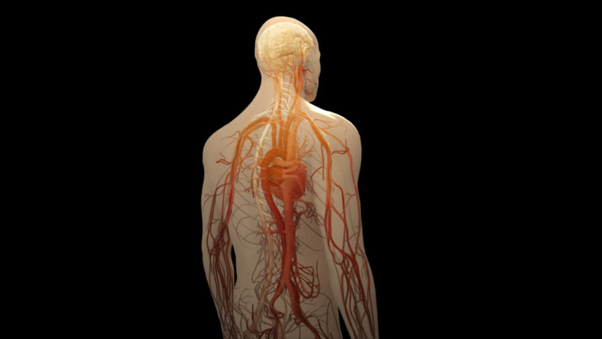 Rear to side human body highlighting nerve transmission in central nervous system CNS peripheral nervous system PNS and blood flow cardiovascular system CVS in 3D CG male anatomy model animation