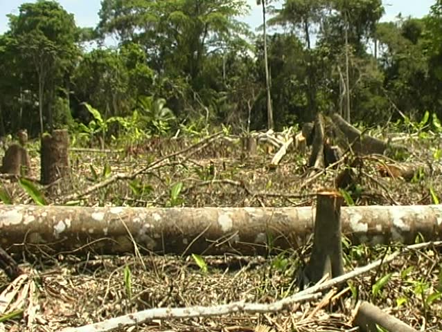 Rainforest cleared for slash and burn agriculture in Loreto Province, Peru