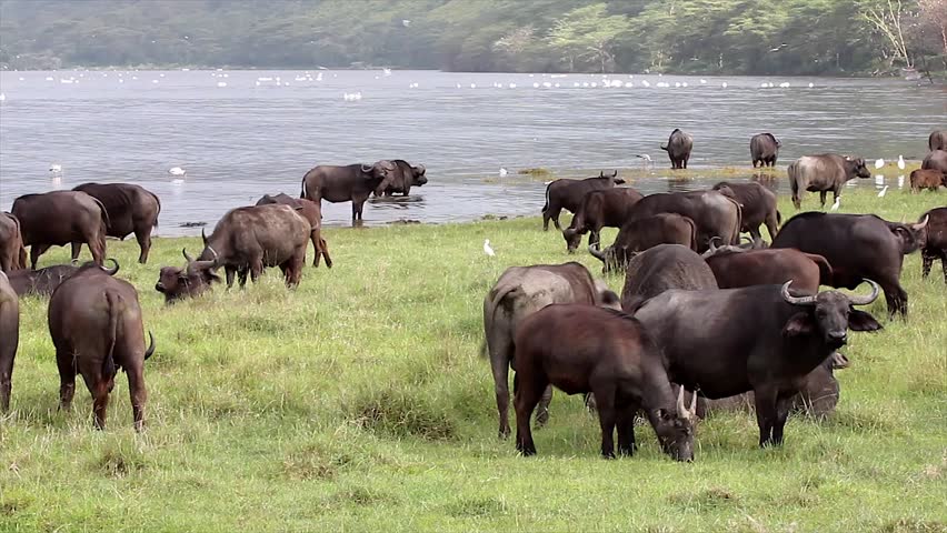 A group of WILD African Buffalo watch closely on the shores of Lake Nakuru, Kenya, Africa. This is a large herd of buffalo congregated to feed on grass and offer protection in numbers.