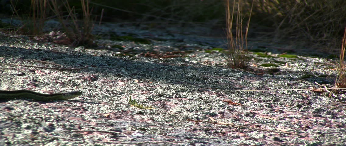 A garter snake slithers across lichen encrusted earth. High Definition