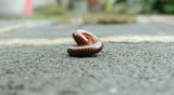 Tropical animal Millipede