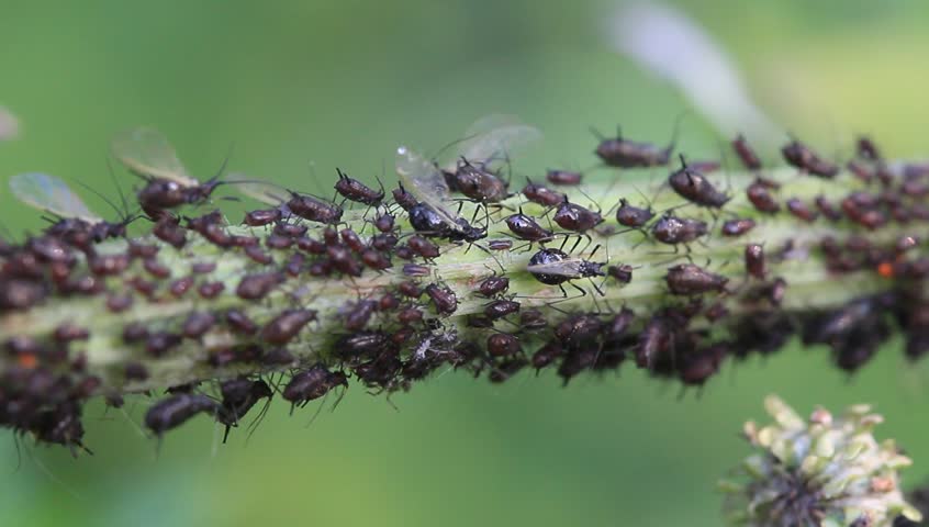 Black aphids on the green plant stem in the wild, north china