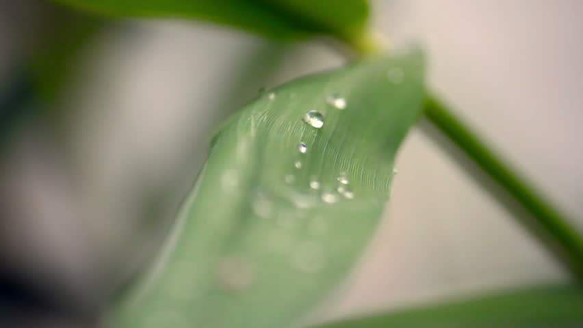 Dew drops