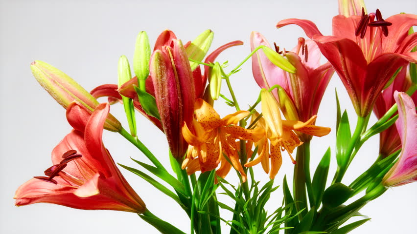 lily flower 