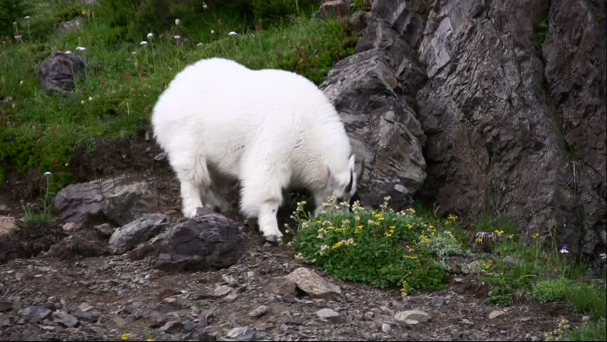 Two male mountain goats grazing