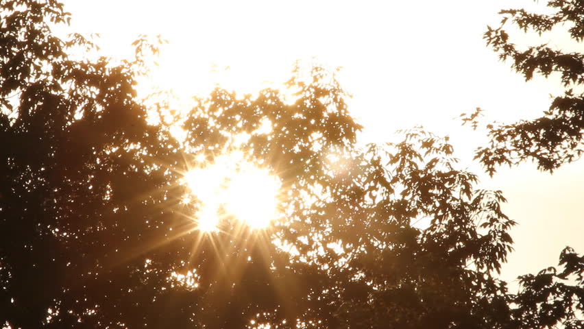 Morning sun shining through branches of deciduous trees. Ontario, Canada.