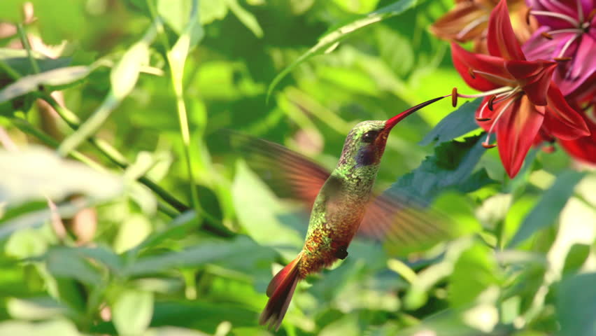 Humming bird, beautiful 3d animation