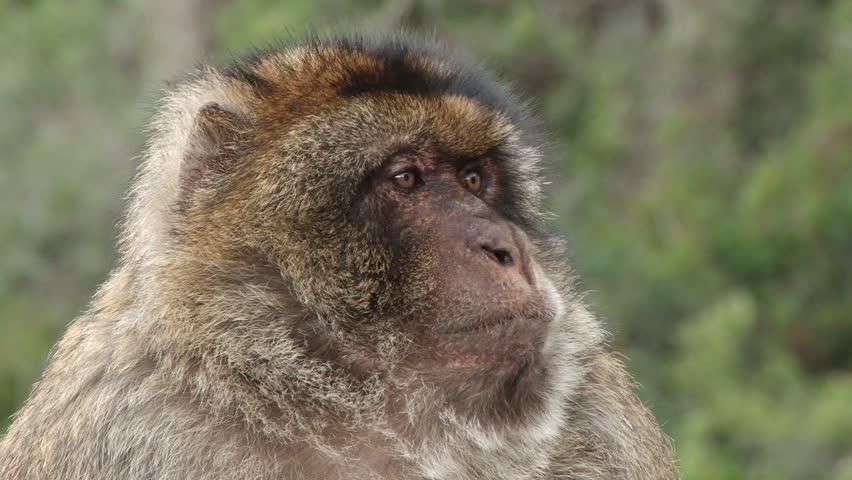 2010-November Barbary Ape on the Rock of Gibraltar a British Colony at the entrance to the Mediterranean Sea