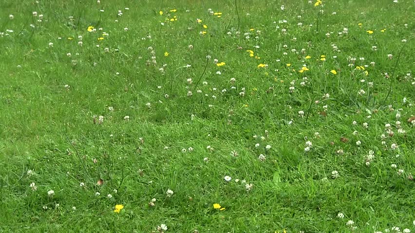 Mowing the lawn with a electric lawn mower. 