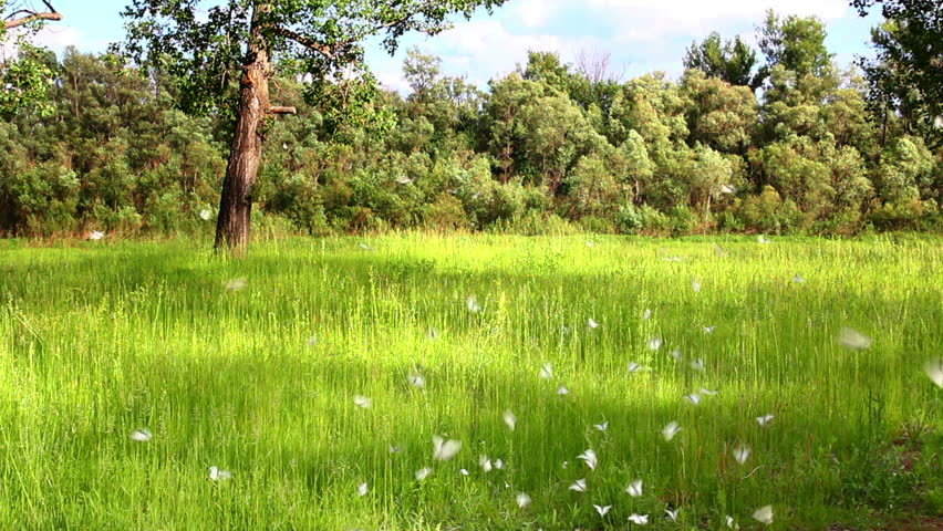 many white butterflies at summer - aporia crataegi