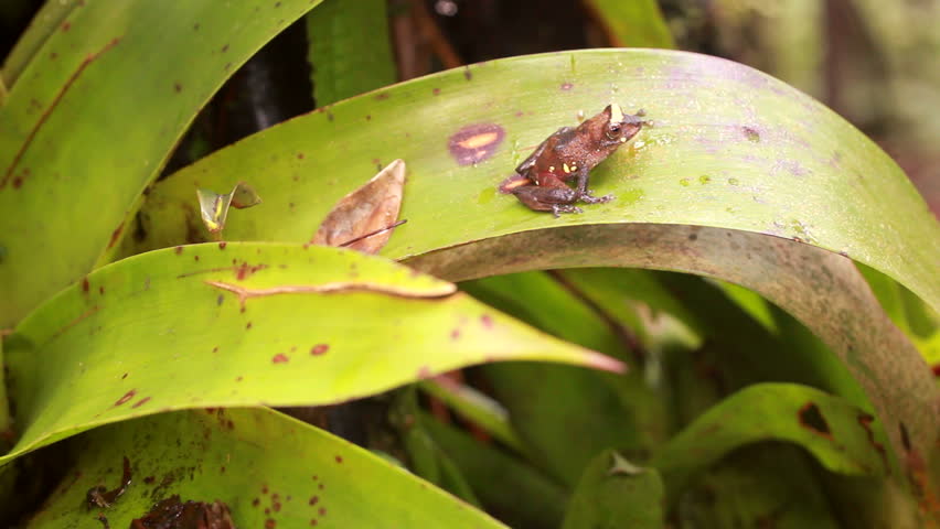 Rio Coca Robber Frog (Pristimantis quaquaversus)