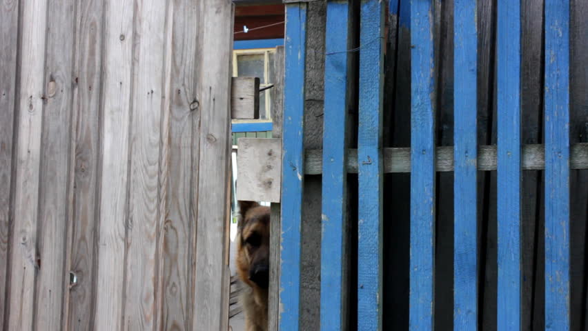 Barking dog behind fence