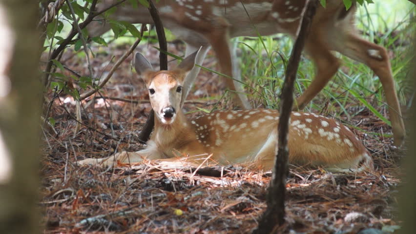 Whitetail Deer fawn bedded
