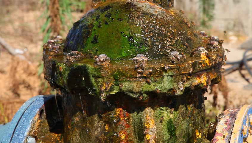 Bees drink water streaming from water tap of irrigating system in arid agricultural area 
