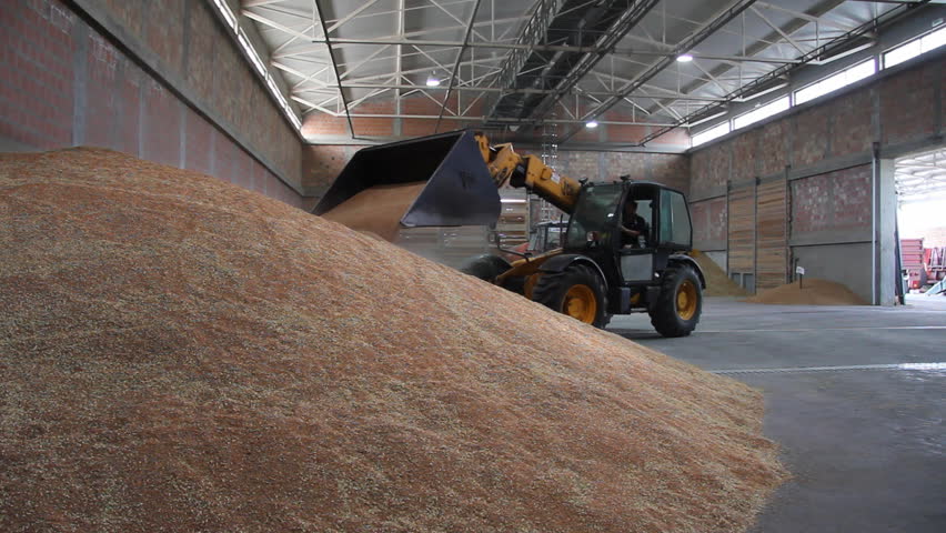Wheat in the Silo, loader working