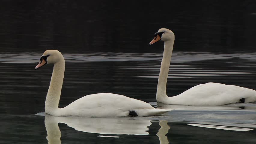 Pair of Mute Swans swimming together in dark waters parallel to camera