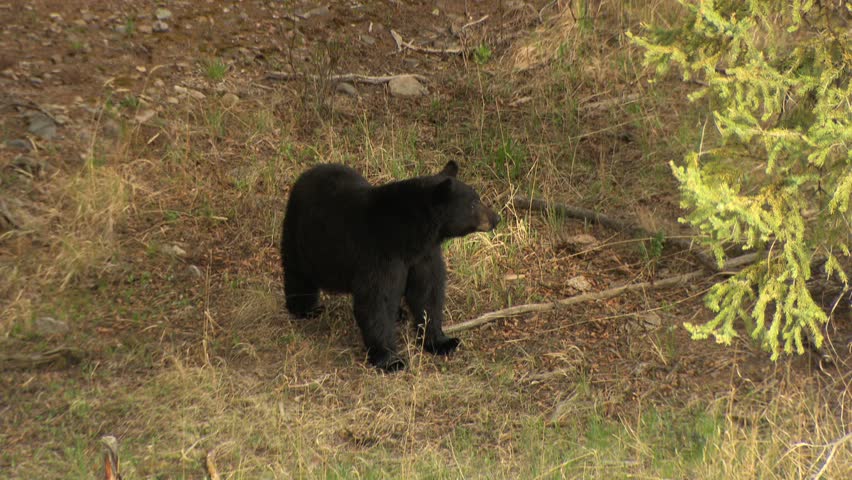 Black bear walking through meadow in Yellowstone 