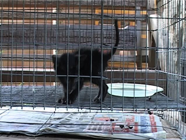 kitten in cage